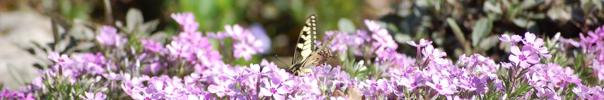 DSC_0048.JPG
