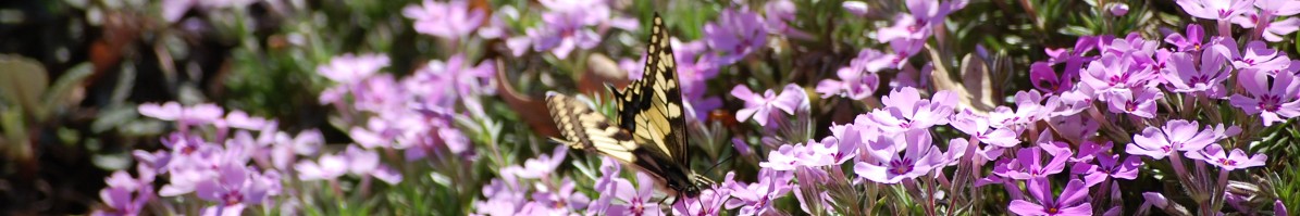 DSC_0051.JPG