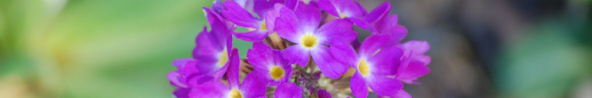 DSC_0053.JPG