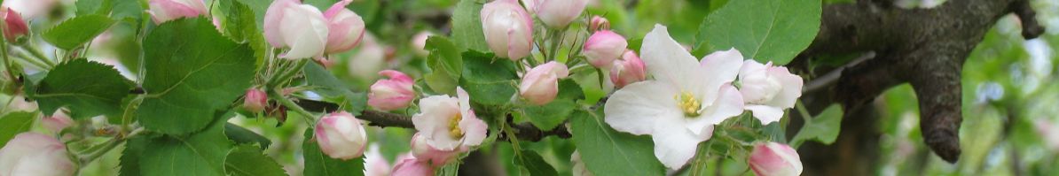 IMG_0016.JPG